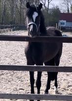 Prachtige, stoere 4 jarige D-pony ruin, Dieren en Toebehoren, Pony's, B, Ruin, Springpony, 3 tot 6 jaar