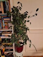 Kamerplant (120 cm), Huis en Inrichting, Ophalen, 100 tot 150 cm, Overige soorten, Halfschaduw