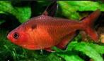 Rode Minors XXL rood, Vis, Zoetwatervis, Schoolvis