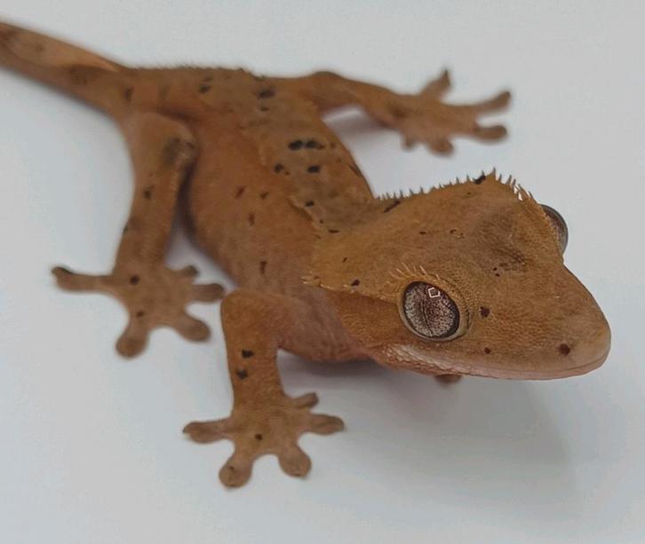 Wimpergekko superdalmatian vrouw