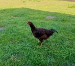 Rhode island Red, Haan, Dieren en Toebehoren, Pluimvee, Mannelijk, Kip