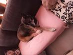 Herder, Dieren en Toebehoren, Honden | Herdershonden en Veedrijvers, 6 jaar of ouder, Teef, Eén hond, Herder