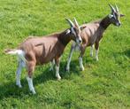 Te koop 2 Toggenburger bokken, Dieren en Toebehoren, Schapen, Geiten en Varkens, Mannelijk, Geit, 0 tot 2 jaar