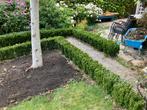 JAPANSE KARDINAALSMUTS, Tuin en Terras, Ophalen, Overige soorten, Haag, Minder dan 100 cm