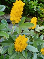 Argyrocytisus battandieri / Marokkaanse boombrem ‼️, 250 tot 400 cm, Zomer, Ophalen, Volle zon