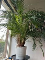 Goudpalm /Areca palm H inclusief pot +/- 140 cm, Huis en Inrichting, Kamerplanten, 100 tot 150 cm, Palm, Ophalen, Groene kamerplant