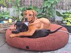 Hond ter herplaatsing, Dieren en Toebehoren, Honden | Niet-rashonden, 8 tot 15 weken, Teef, Eén hond, Middel