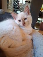 Ragdoll kitten met stamboom Cinnamon mink, Dieren en Toebehoren, Katten en Kittens | Raskatten | Langhaar, Kater, Gechipt, 0 tot 2 jaar