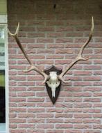 Mooi Edelhert Gewei Jacht Trofee Mancave Jacht Hut d51, Verzamelen, Dierenverzamelingen, Ophalen, Hert, Gewei of Kop