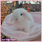 Engels Minilop konijntje, dwerg hangoor, Meerdere dieren, Dwerg, Hangoor