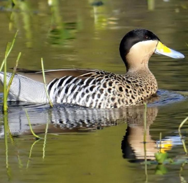 Versicolortaling/siereend, Dieren en Toebehoren, Pluimvee, Eend, Meerdere dieren