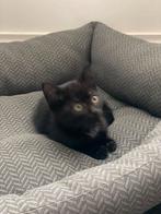 Lieve kitten te koop., Dieren en Toebehoren, Katten en Kittens | Overige Katten, Poes, Kortharig, 0 tot 2 jaar