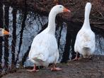 Witte gans man, Dieren en Toebehoren, Mannelijk, Eend