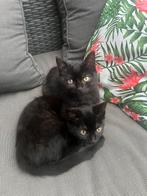 Brits korthaar kittens, Dieren en Toebehoren, Katten en Kittens | Overige Katten, Meerdere dieren