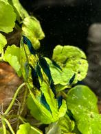 Neocaridina garnalen allerlei kleuren, Dieren en Toebehoren, Vissen | Aquariumvissen, Kreeft, Krab of Garnaal