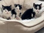 Kittens, Poes