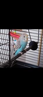 Grasparkiet, Dieren en Toebehoren, Vogels | Parkieten en Papegaaien, Mannelijk, Parkiet