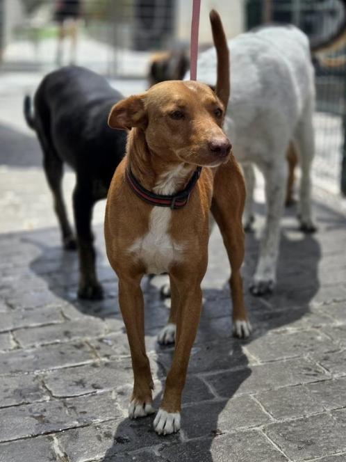 ACE: Otto heeft een zacht karakter, Dieren en Toebehoren, Honden | Niet-rashonden, Middel, Reu, Particulier, Eén hond, Buitenland