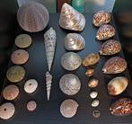Kleine maar mooie verzameling schelpen, Ophalen of Verzenden, Schelp(en)