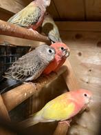 Mooie wildkleur bourke parkiet, Dieren en Toebehoren, Vogels | Parkieten en Papegaaien, Parkiet, Geringd