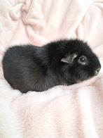 US Teddy cavia zeugje, Dieren en Toebehoren, Knaagdieren, Vrouwelijk, Cavia, Voor 1 juli 2024