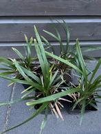 Stekjes leliegras ‘Liriope Muscari’ (Moneymaker), Tuin en Terras, Planten | Tuinplanten, Ophalen, Vaste plant, Siergrassen, Halfschaduw
