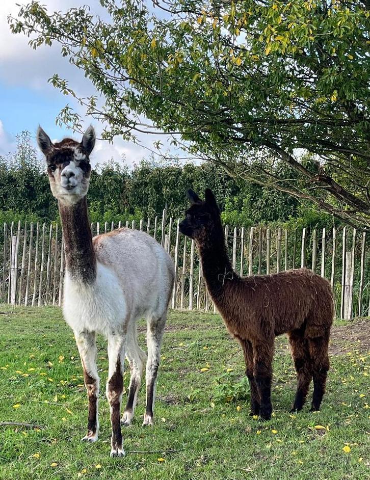 Alpaca merrie met of zonder merrie veulen, Dieren en Toebehoren, Overige Dieren, Vrouwelijk, Juli