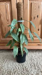 Epipremnum Cebu Blue hele plant, Huis en Inrichting, Kamerplanten, Ophalen of Verzenden, Halfschaduw, Minder dan 100 cm