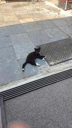 Kitten baby jonkies 8 weken kat mag nu WEG, Kater, Kortharig, 0 tot 2 jaar