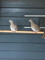 Zomertortels, Meerdere dieren, Tortelduif