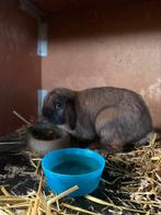 Dekram, Dieren en Toebehoren, Konijnen, Mannelijk, Middelgroot, Hangoor, 0 tot 2 jaar