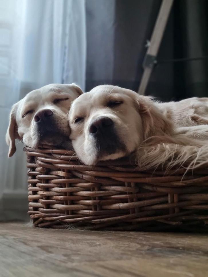 Nest aankondiging Labrador of Golden Retriever, Dieren en Toebehoren, Honden | Retrievers, Spaniëls en Waterhonden, Teef, Labrador retriever