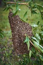 Bijenzwerm, Dieren en Toebehoren, Insecten en Spinnen, Bijen