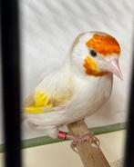 Major Putter, Dieren en Toebehoren, Vogels | Kanaries, Vrouwelijk