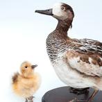 Opgezette eend en pul taxidermy taxidermie, Ophalen of Verzenden, Beeldje of Figuurtje