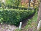 Mooie beukenhaag, Tuin en Terras, Planten | Struiken en Hagen, Ophalen, Beukenhaag, 100 tot 250 cm