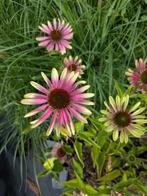 Echinacea 'Green Twister' – zonnehoed, Volle zon, Vaste plant, Zomer, Ophalen