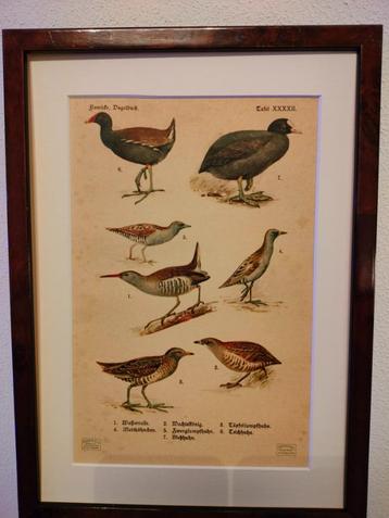 Litho Floericke Waterral Meerkoet Waterhoen Kwartel 1922 beschikbaar voor biedingen