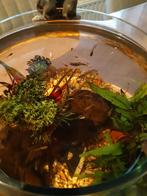 Gratis visjes (guppies), Dieren en Toebehoren, Vissen | Aquariumvissen, Vis