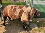Bonte dekram te koop, Dieren en Toebehoren, Schapen, Geiten en Varkens, Mannelijk, Schaap