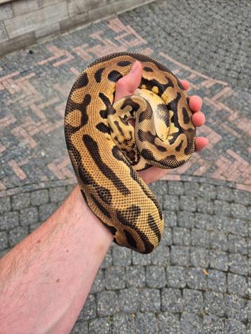 regius: kweekman pastel OD leopard spotnose beschikbaar voor biedingen
