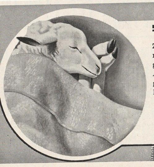 Retro advertentie 1939 Van Wijk Leiden wollen dekens lammetj, Verzamelen, Retro, Overige typen, Verzenden
