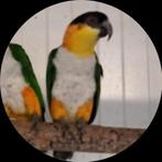 Zwartkop caique pop, Dieren en Toebehoren, Ophalen