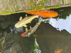 Koi karpers 3x goudzeelt 4x, Dieren en Toebehoren, Vissen | Vijvervissen, Karper of Koi