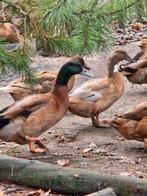 Woerden campbell eend, Dieren en Toebehoren, Pluimvee, Mannelijk, Eend