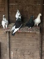 Sierduiven, Dieren en Toebehoren, Pluimvee