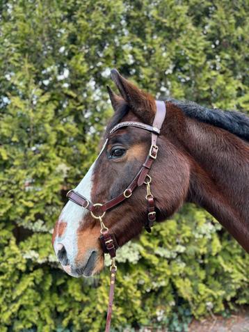 Human&Horse kaptoom-hoofdstel-bitloos maat paard/Full ZGAN beschikbaar voor biedingen