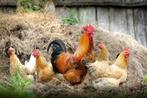 Diverse kippen voeders - benodigdheden, klein/groot verbruik, Kip, Meerdere dieren