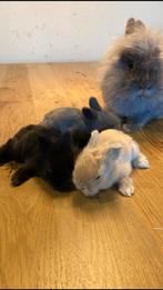 Jonge 100% raszuivere Teddy dwerg konijntjes, Dieren en Toebehoren, Konijnen, Meerdere dieren, Dwerg, 0 tot 2 jaar