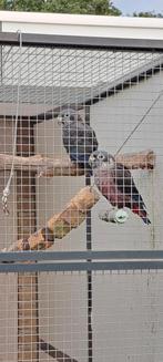 Pionus fuscus, Dieren en Toebehoren, Vogels | Parkieten en Papegaaien, Meerdere dieren, Papegaai, Geringd